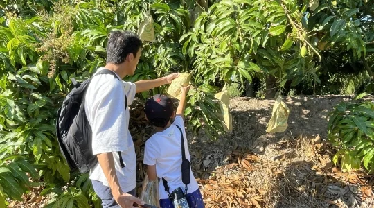 マンゴー狩り体験